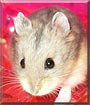 Jolie the Russian Hamster