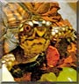 Plankton the Eastern Box turtle