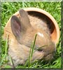 Keks the Rabbit