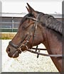 Lulu the German Riding Pony