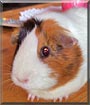 Silly the Guinea Pig