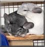 Lola Bear, Isabelle the Chinchilla
