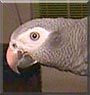 Charlie the Timneh African Gray