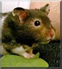 Othello the Syrian Hamster
