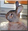 Schnuckel the Rabbit