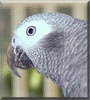 Rosie the African Grey Timneh