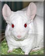 Mo the Chinchilla