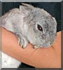 Fritzi the Rabbit