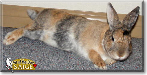 Saige, the Pet of the Day Saige, the Pet of the Day