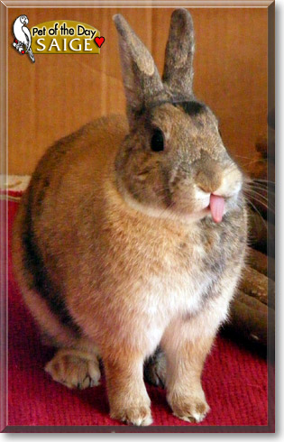 Saige, the Pet of the Day Saige, the Pet of the Day