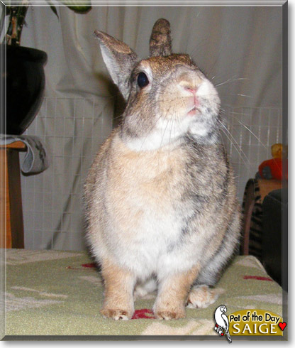 Saige, the Pet of the Day Saige, the Pet of the Day