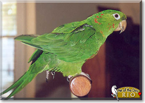 Rio, the Pet of the Day Rio, the Pet of the Day