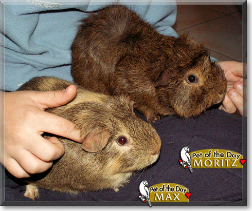 Max, Moritz, the Pet of the Day Max, Moritz, the Pet of the Day
