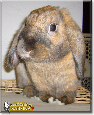 Sabrina, the Pet of the Day Sabrina, the Pet of the Day