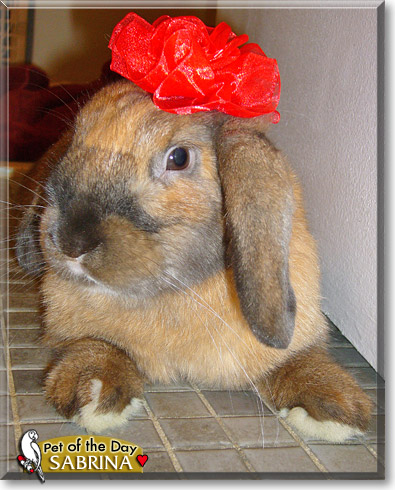 Sabrina, the Pet of the Day Sabrina, the Pet of the Day