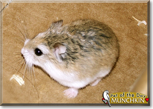 Munchkin, the Pet of the Day Munchkin, the Pet of the Day
