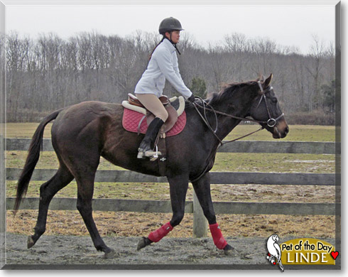 Linde, the Pet of the Day Linde, the Pet of the Day