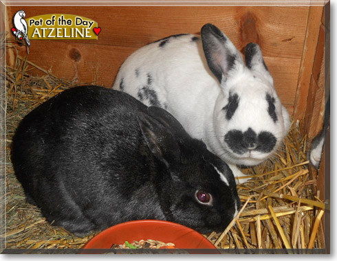 Atzeline, the Pet of the Day Atzeline, the Pet of the Day