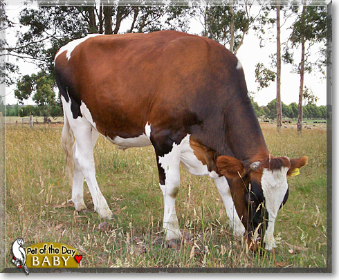 Baby, the Pet of the Day Baby, the Pet of the Day