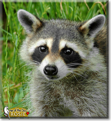 Rosie, the Pet of the Day Rosie, the Pet of the Day