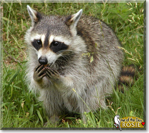 Rosie, the Pet of the Day Rosie, the Pet of the Day