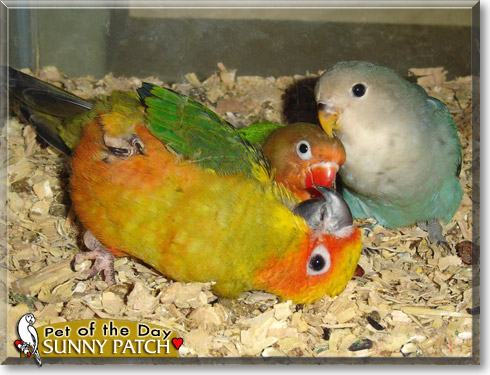 Sunny Patch, the Pet of the Day Sunny Patch, the Pet of the Day