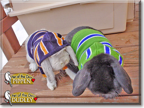 Dudley, Pippen, the Pet of the Day Dudley, Pippen, the Pet of the Day