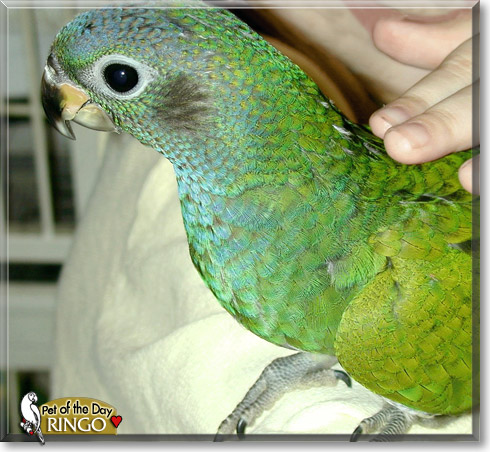 Ringo, the Pet of the Day