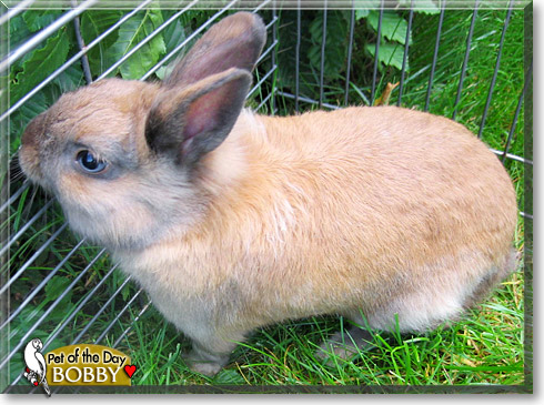 Bobby, the Pet of the Day Bobby, the Pet of the Day