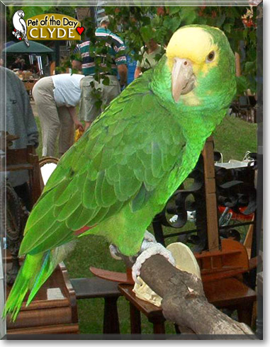 Clyde, the Pet of the Day Clyde, the Pet of the Day