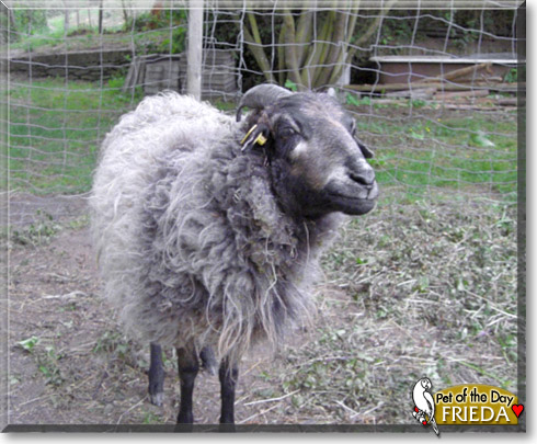 Frieda, the Pet of the Day Frieda, the Pet of the Day
