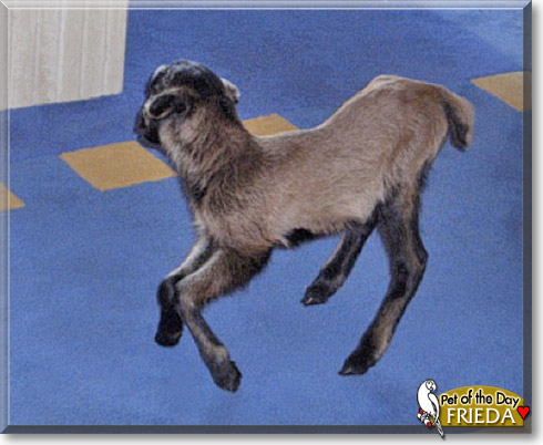Frieda, the Pet of the Day Frieda, the Pet of the Day