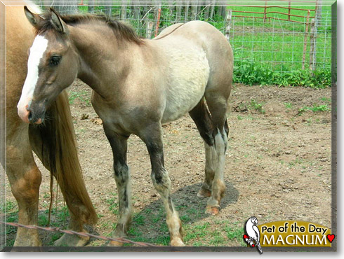 Magnum, the Pet of the Day Magnum, the Pet of the Day