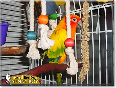 Sunny Boy, the Pet of the Day Sunny Boy, the Pet of the Day