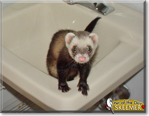 Skeemer, the Pet of the Day Skeemer, the Pet of the Day