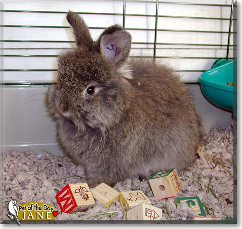 Jane, the Pet of the Day Jane, the Pet of the Day