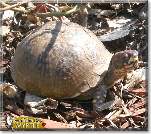 Myrtle, the Pet of the Day Myrtle, the Pet of the Day