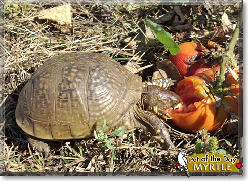 Myrtle, the Pet of the Day Myrtle, the Pet of the Day