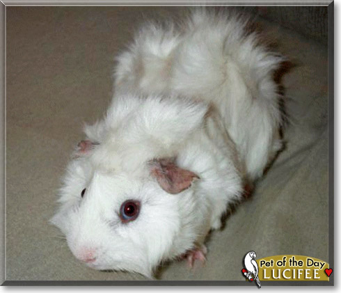 Lucifee, the Pet of the Day Lucifee, the Pet of the Day