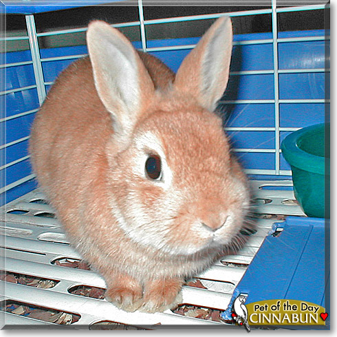 Cinnabun, the Pet of the Day