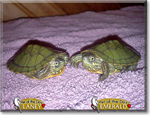 Emerald and Laney, the Pet of the Day Emerald and Laney, the Pet of the Day