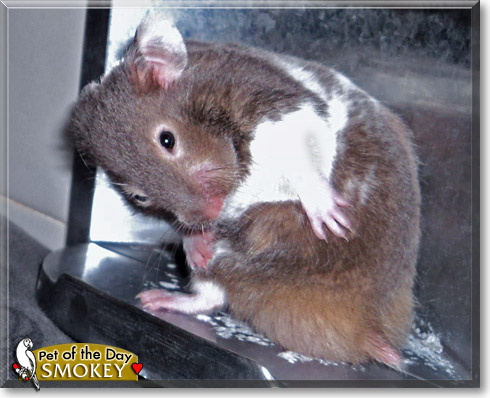 Smokey, the Pet of the Day Smokey, the Pet of the Day