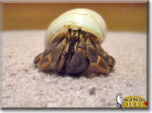 Jeri, the Pet of the Day Jeri, the Pet of the Day