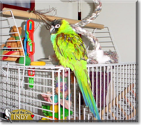 Indy, the Pet of the Day Indy, the Pet of the Day