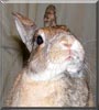 Saige the Dwarf Rabbit