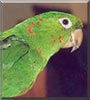 Rio the Conure Parrot