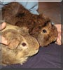 Max, Moritz the Guinea Pigs