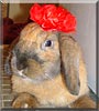 Sabrina the Holland Lop Rabbit