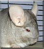 Ruby Tubz the Chinchilla