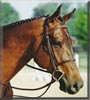 Jimmy the Thoroughbred Horse